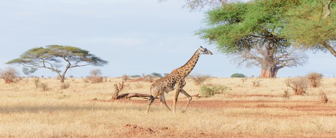 Tanzania Safari